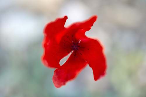 flower red flower in bloom geranium