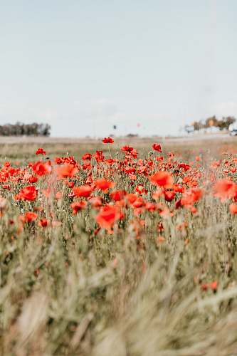 flower red poppy flowers field blooming at daytime poppy