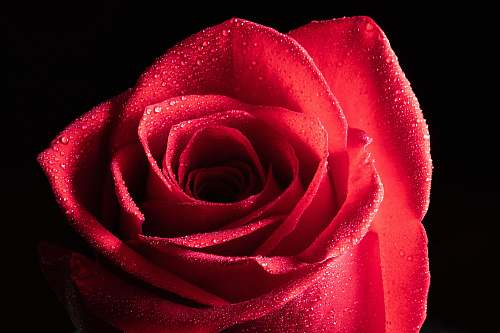 flower red rose rose