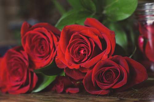 flower red rose flower in selective focus photography plant