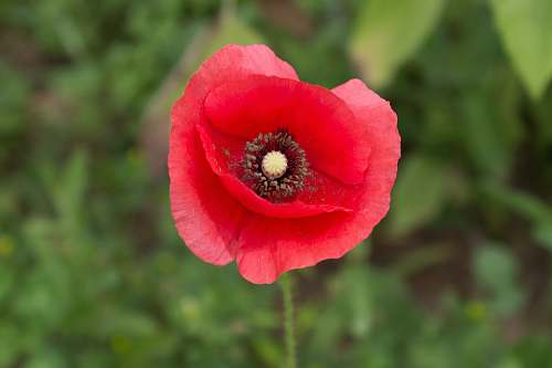 flower selective focus photography of red petaled flower flora