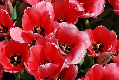 flower shallow focus photography of red flowers geranium