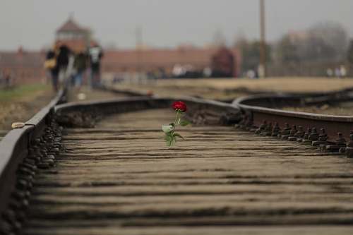 boardwalk red rose flower on brown train rail bridge