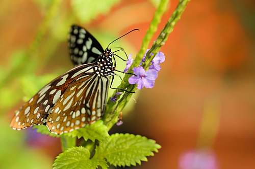 insect closeup photo of butterlfy animal
