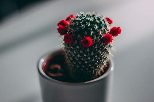 flowers close-up photography of green cactus with red flowers red
