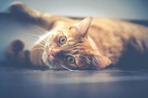 animal shallow focus photography of orange cat kitten