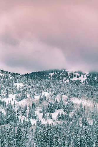 winter green trees covered by snow under cloudy sky during daytime forest