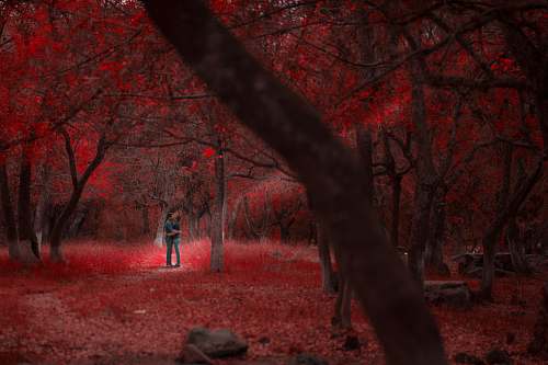 forest  love