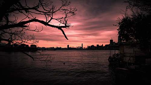 sunset silhouette photography of tree sunrise