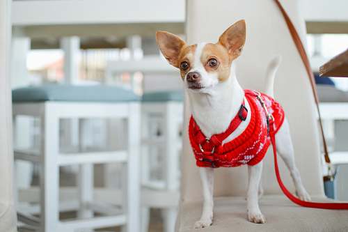 canine adult white Chihuahua with red clothes pet