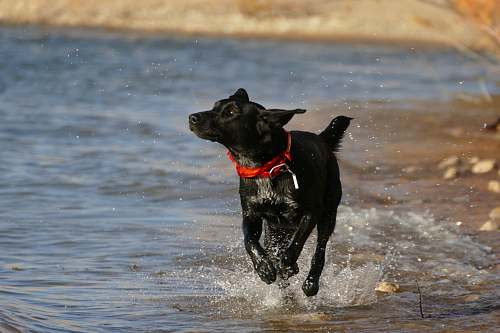 pet black dog running near body of water canine