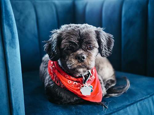 canine brown shih tzu on blue chair pet