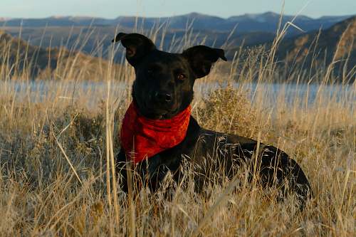 pet closeup photo of black dog on beige grass field canine