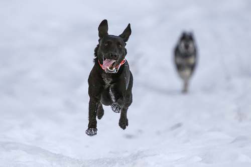 pet short-coated black dog running through snow sticking out its tongue canine