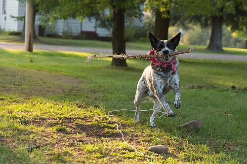 pet white dog carrying tree branch while running canine