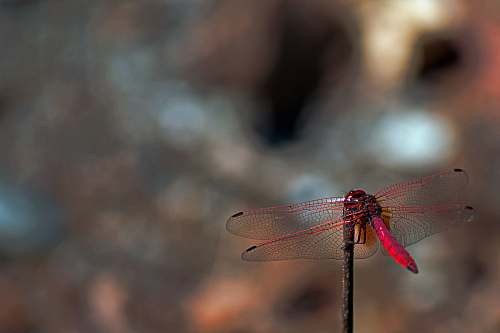 insect red dragonfly during daytime animal