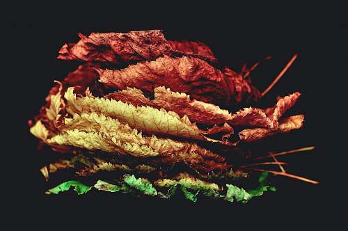 autumn stacked dried leaves leaf