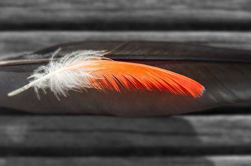 bird closeup photography of two black and white and orange feathers red