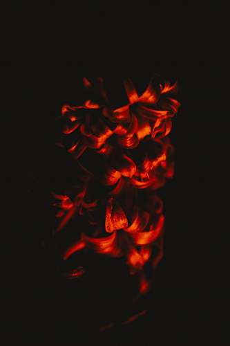 flame  bonfire