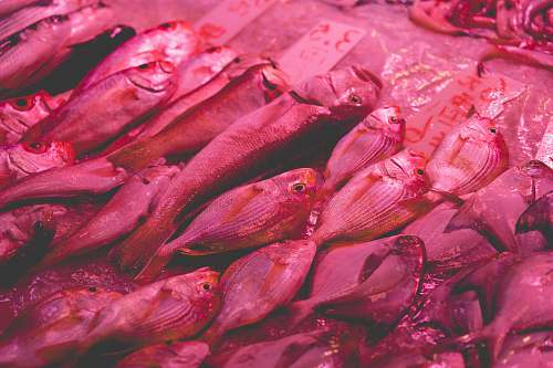 pink fishes on ice fish market