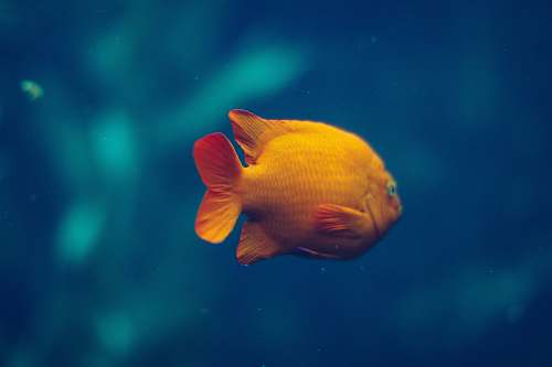 animal gold fish monterey bay aquarium