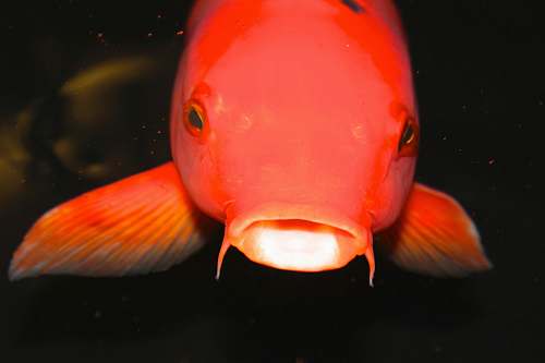 koi photo of red pet fish animal