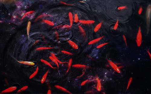 animal school of red fish koi