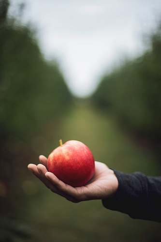 food apple on person's hand fruit