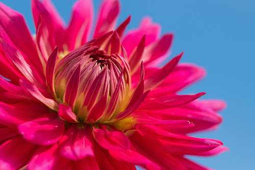 flower close up photography of red daisy flower blossom