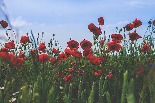 flower close-up photography of red poppy flowers under clear blue sky blossom