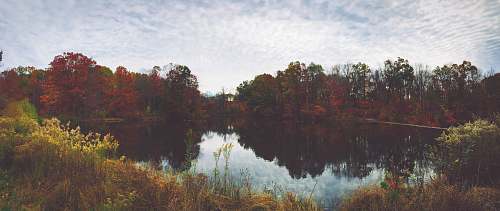 plant lake surrounding trees jar