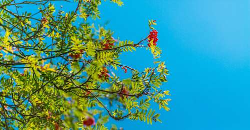 tree red flowers berries