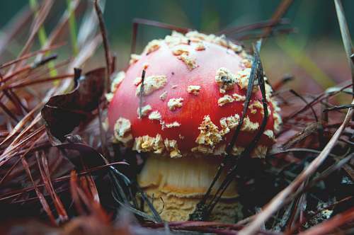plant shallow focus photography of red and brown mushroom fungus