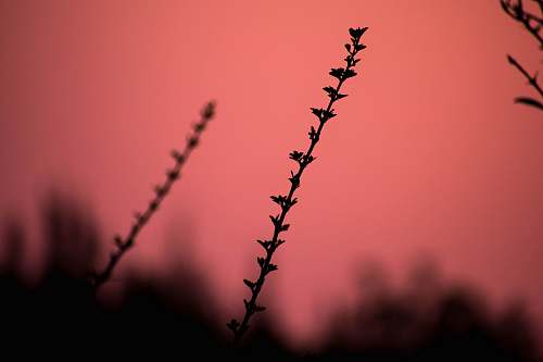 plant silhouette of plant against red background weed