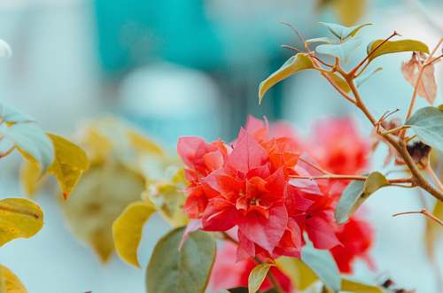 plant tilt shift photography of red flowers with green leaf flower