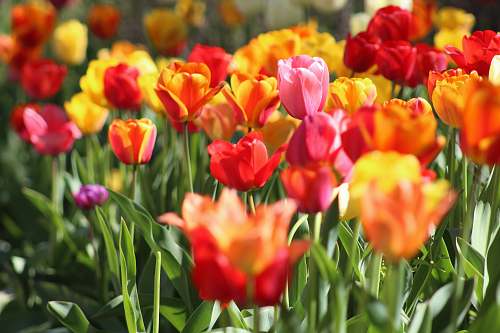 tulip assorted flowers in macro shot photography during daytime plant