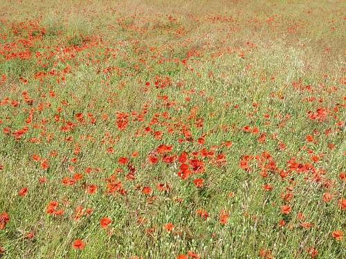 poppy bed of red poppy flower blossom