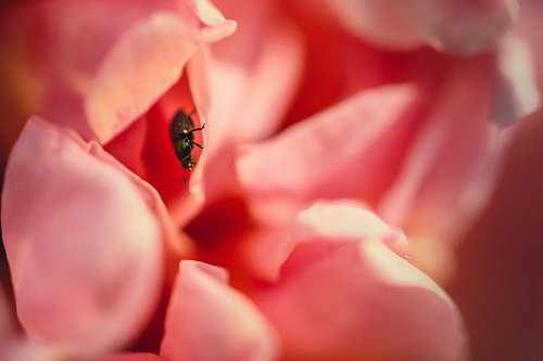 petal black bug perched on pink flower blossom