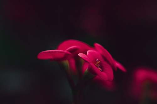 plant blooming red petaled flowers blossom