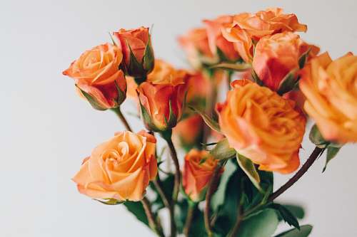 rose close up photo of orange roses orange