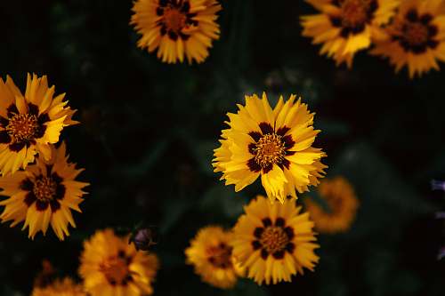 plant close-up photograph of yellow petaled flower plant flora