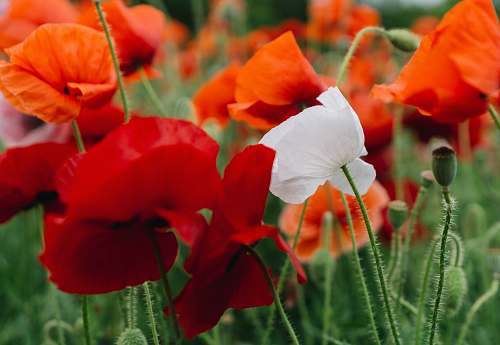 poppy close-up photography of red flowers blossom