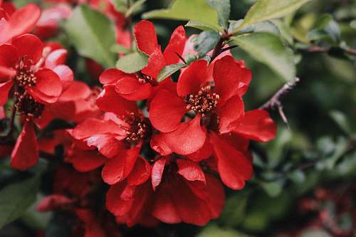 plant close-up photography of red tree blossoms new york