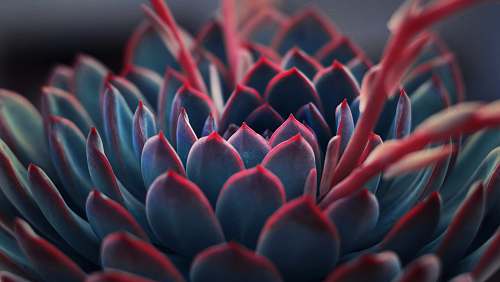 plant close up photography of succulent plant succulent
