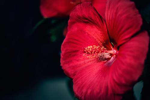 plant closeup photo of red Hibiscus flower person