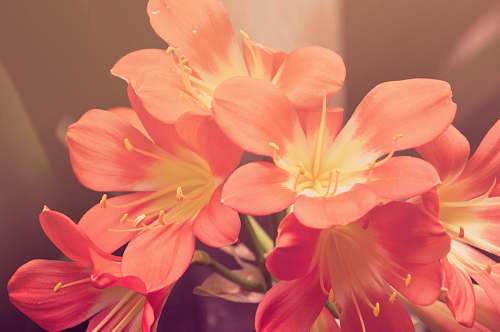 flowers closeup photo of red petaled flower in bloom plant