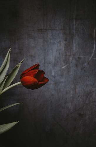 grey closeup photo of red tulip flower red