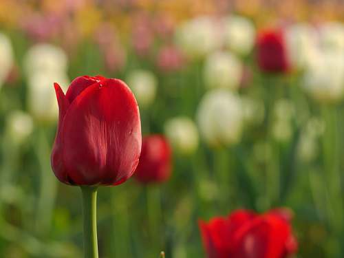 plant closeup photo of red tulips tulip