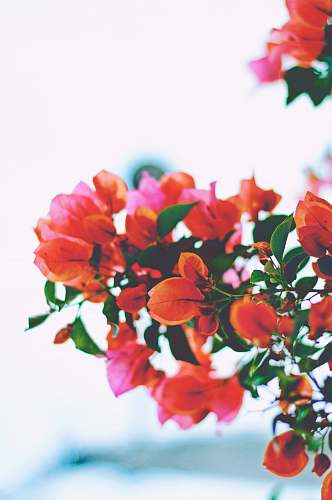 floral closeup photography of orange bougainvillea flowers nature