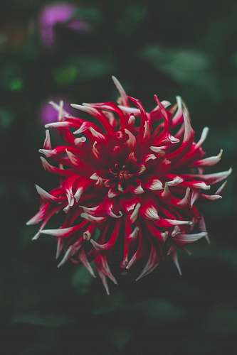 plant closeup photography of red petaled flower dahlia